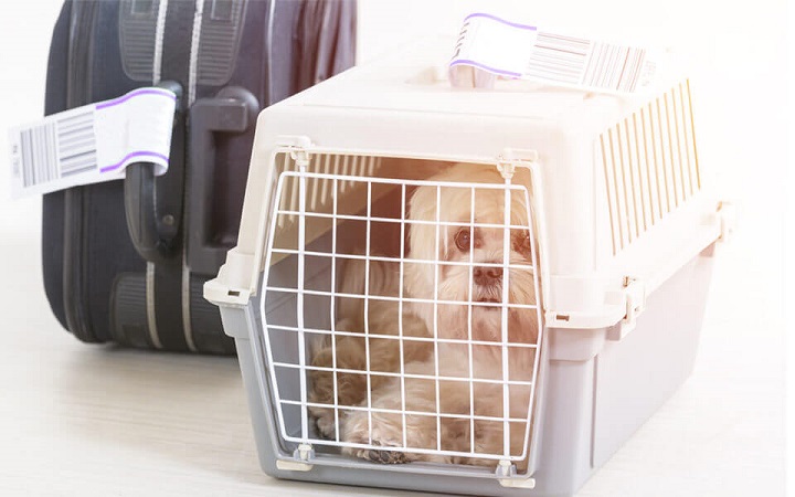 animal transport Sydney