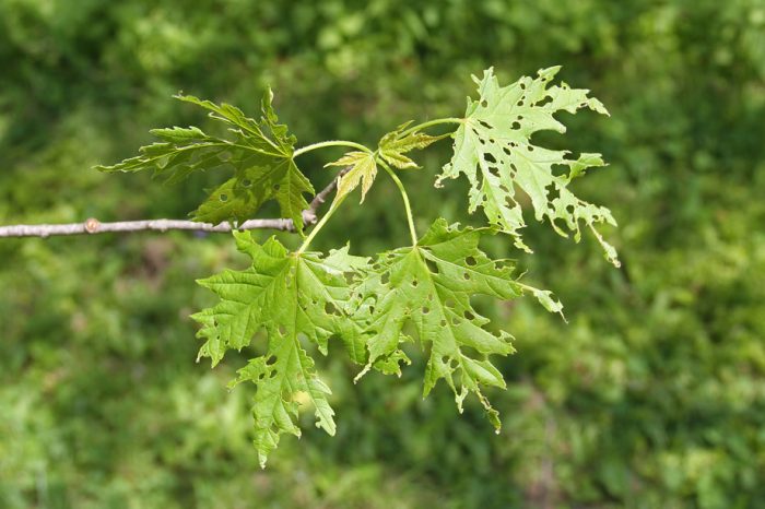 elm beetle control