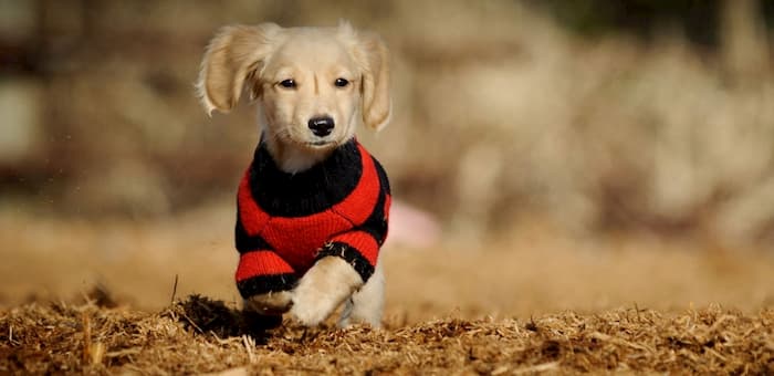 Dog Clothing Keeps Your Pouch Warm