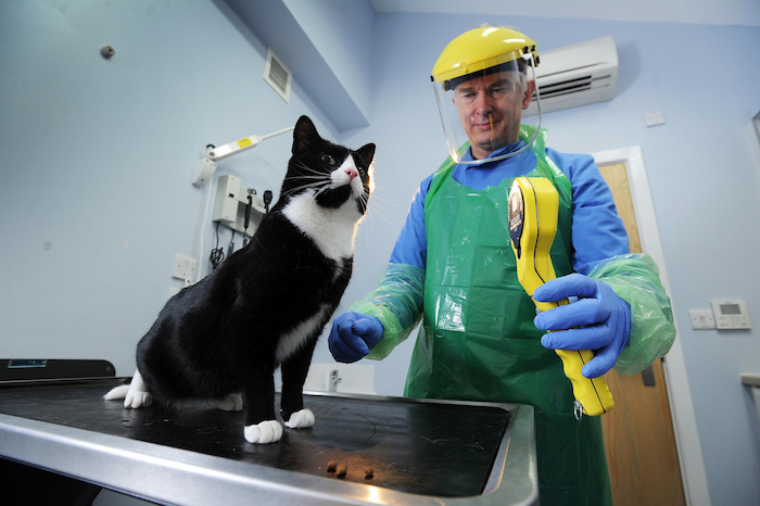 radioactive iodine for cats
