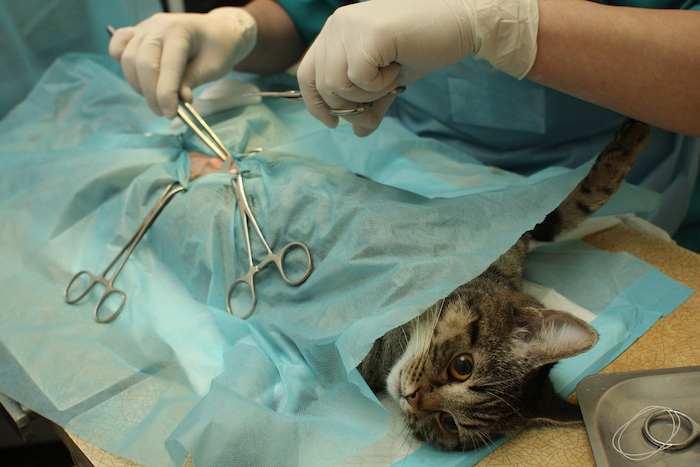 cat having surgery