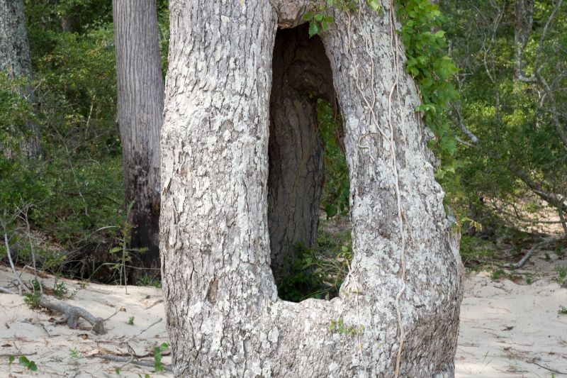 hollow tree