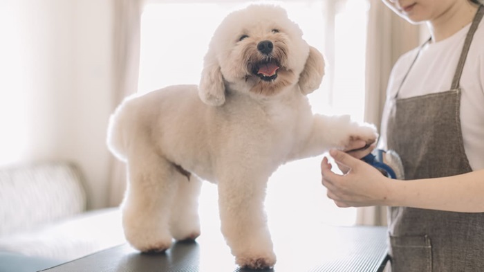 A white dog getting groomed on a table