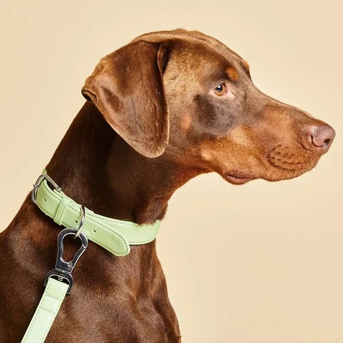 A dog with a light green collar on it