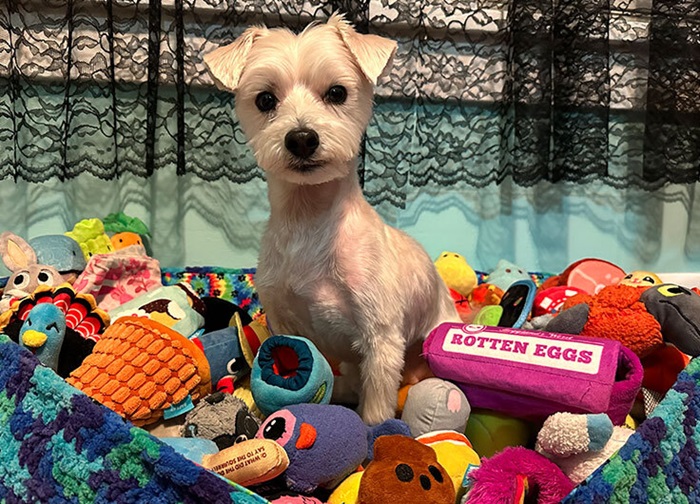 A little white dog with a lot of diverse toys around him