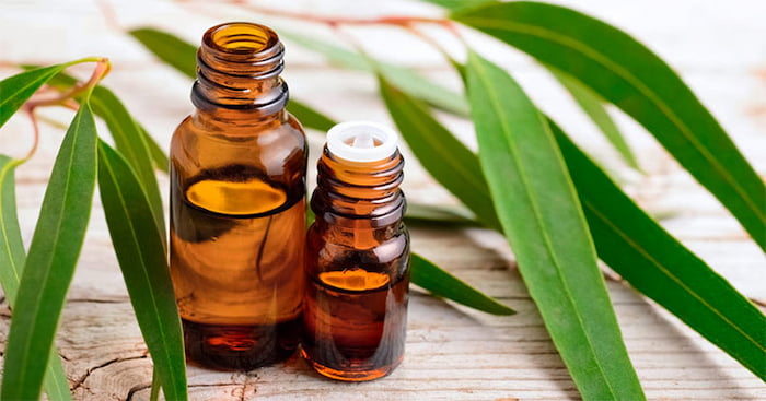 eucalyptus-essential-oil