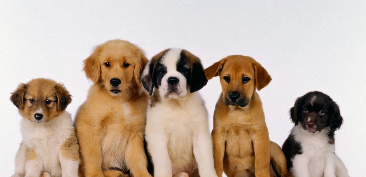 Puppies