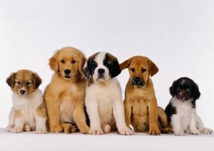 Puppies