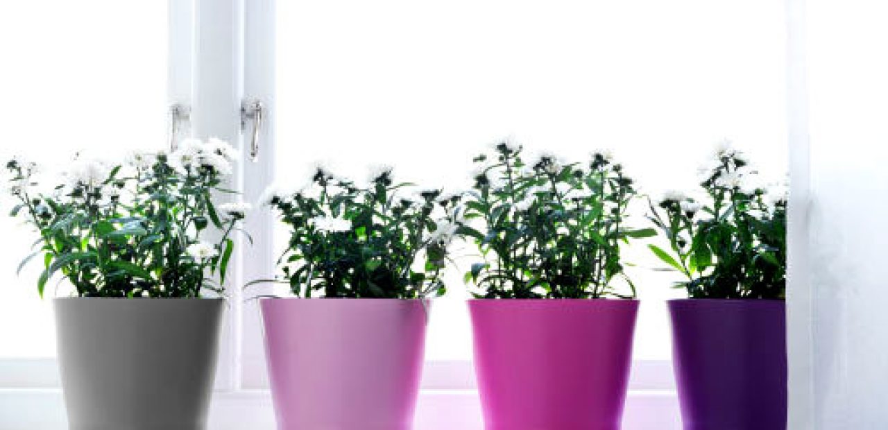 pots-for-plants