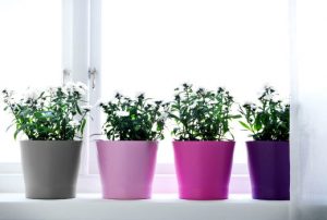 pots-for-plants
