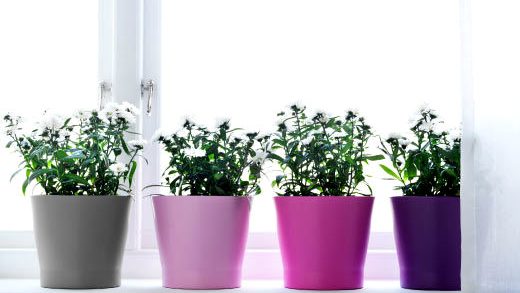 pots-for-plants