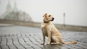International Dog Transport 2