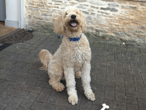 International Dog Transport