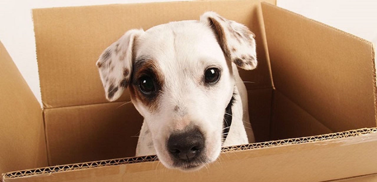 shipping pets