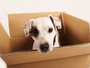 shipping pets