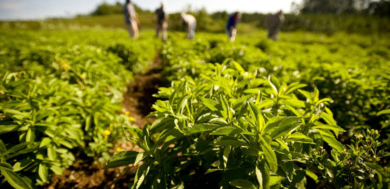 stevia