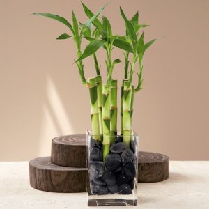 Bamboo