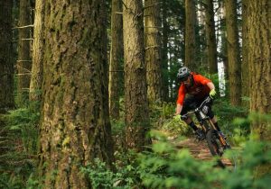 cyclist into the woods