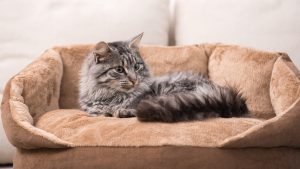 pet accessories 1