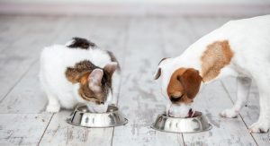 pet accessories 2