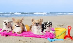 pet accessories 3