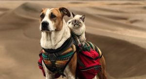 pet accessories
