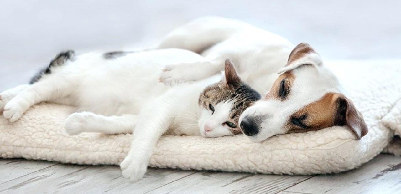 pet accessories