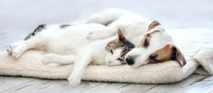 pet accessories