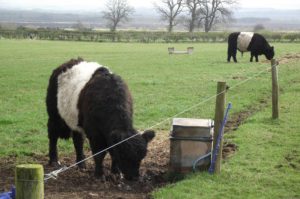 electric fence energizer animals