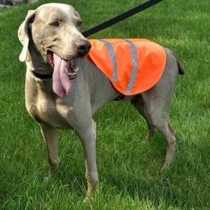 dog-reflective-safety-vest-this-pup-loves-walks-in-the-park-wearing-his-coastal-pet-remington-safe
