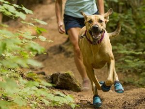 Paws Protection boots