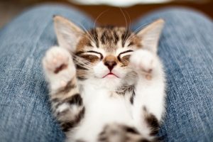laying kitty