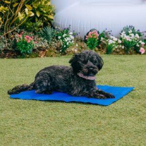 Do cooling beds for dogs work