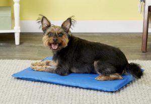 cooling dog bed