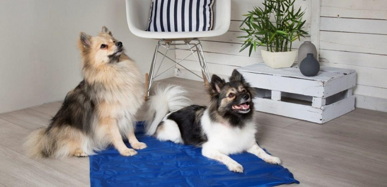 dogs on Cooling Mat