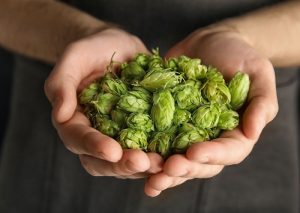 Beer Hops