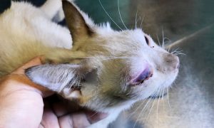 feline hyperthyroidism