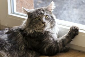 cat sitting next to the window