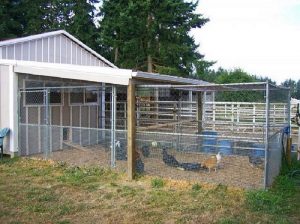 How to Choose the Right Chicken Coop