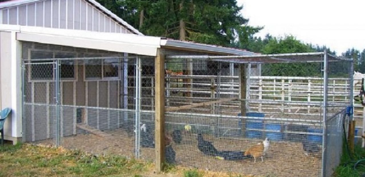 How to Choose the Right Chicken Coop