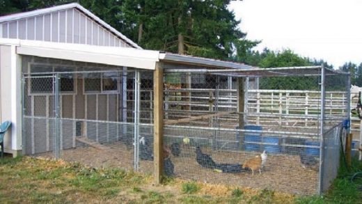 How to Choose the Right Chicken Coop