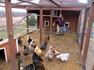 feeding chichen inside choop