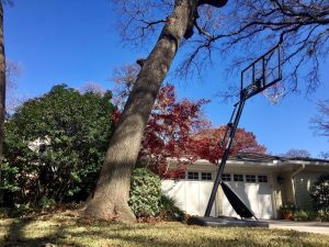 Leaning tree