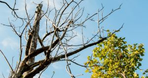 Branch of dead tree with blue sky and the tree is not dead