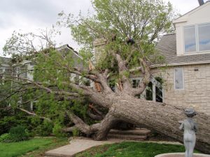 storm damage tree