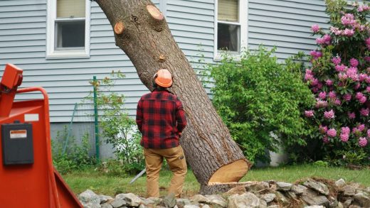 tree removal