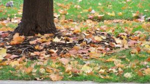tree roots