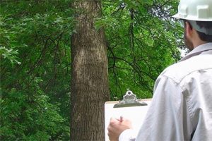 tree inspection