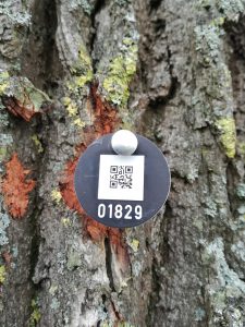 tree inspection