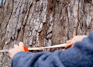 Tree Inspection
